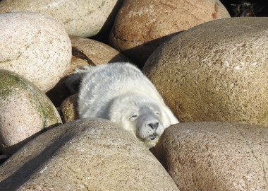 Week To 10 Day Old Seal Pup Snoozing In The Sunshine DSCN3312 380x270